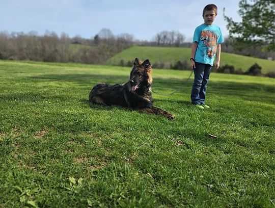 long coat german shepherds