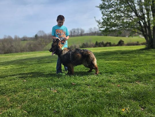 long coat german shepherds