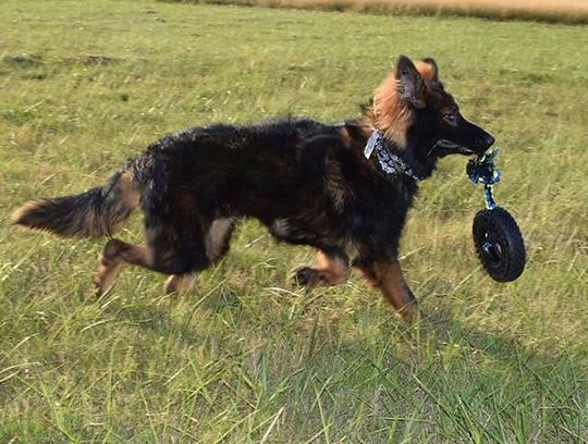 long coat german shepherds