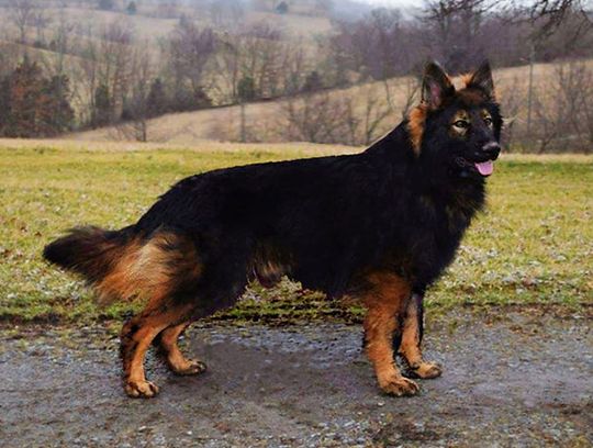 long coat german shepherds