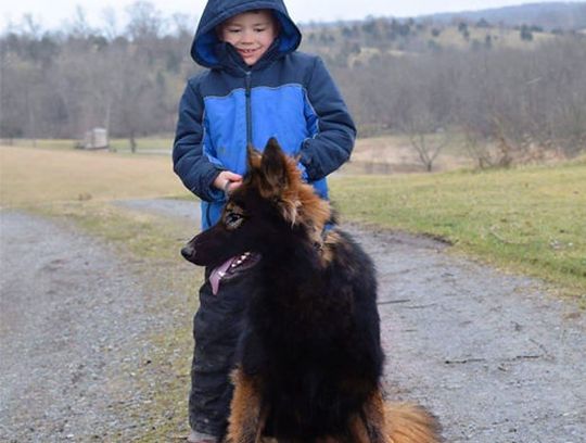 long coat german shepherds