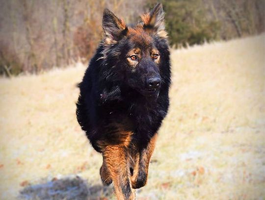 long coat german shepherds