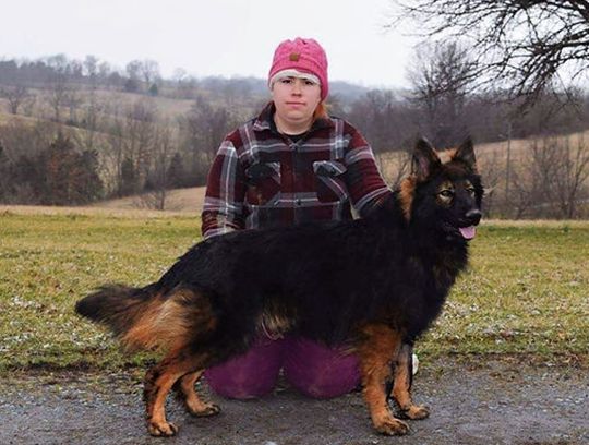 long coat german shepherds