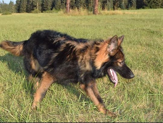 long coat german shepherds