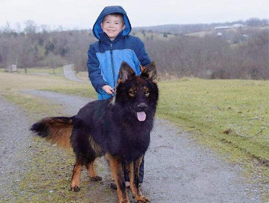 long coat german shepherds