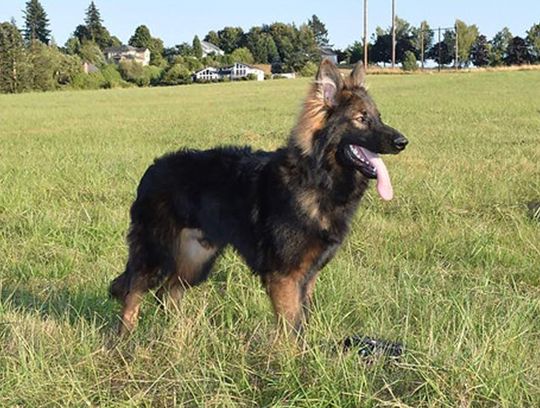 long coat german shepherds