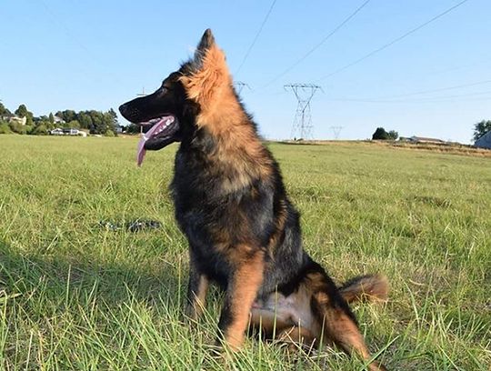 long coat german shepherds