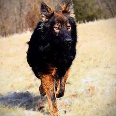 black german shepherd puppy for sale