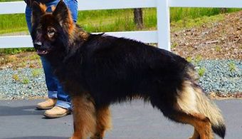 puppy german shepherds for sale near me