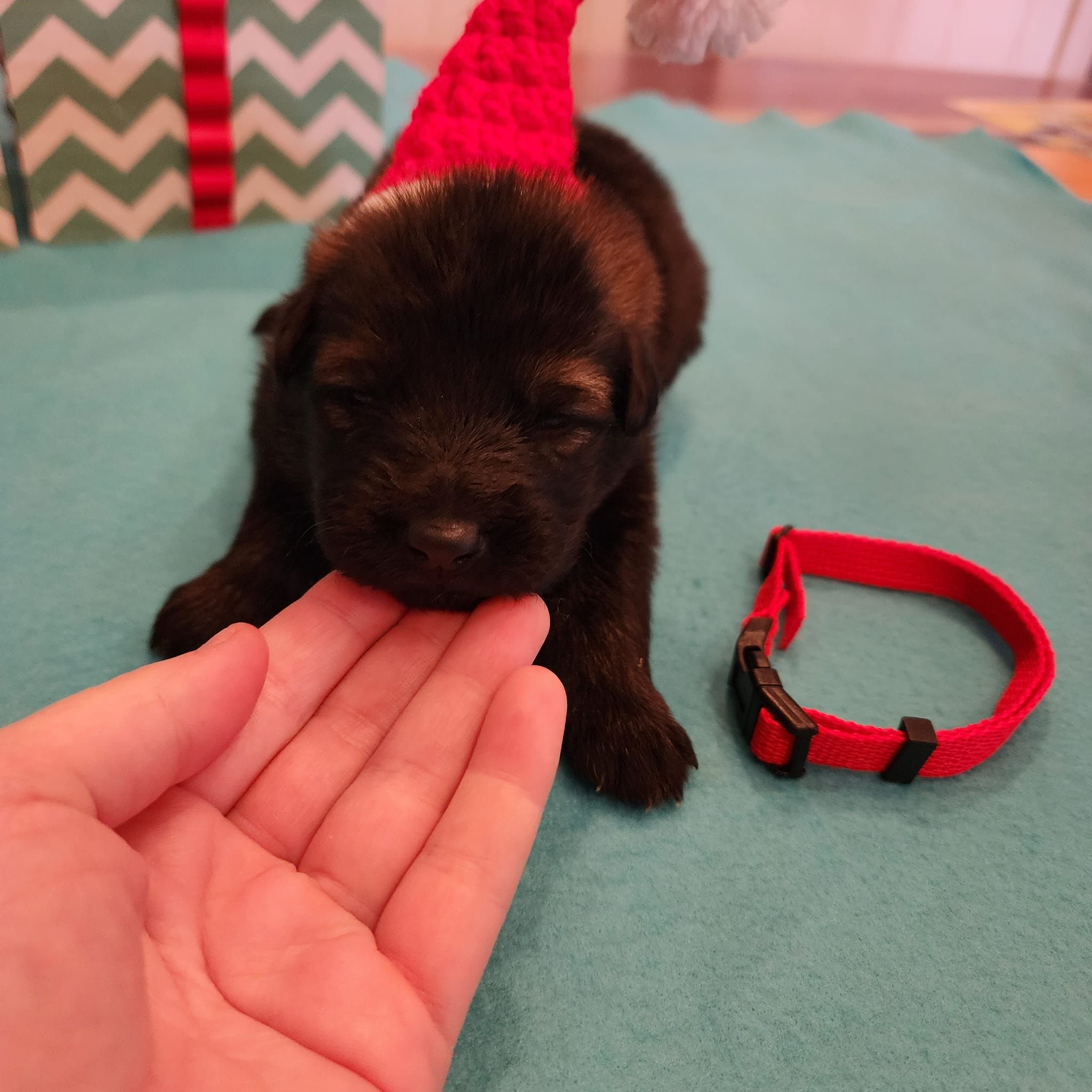 dark sable german shepherd puppies for sale