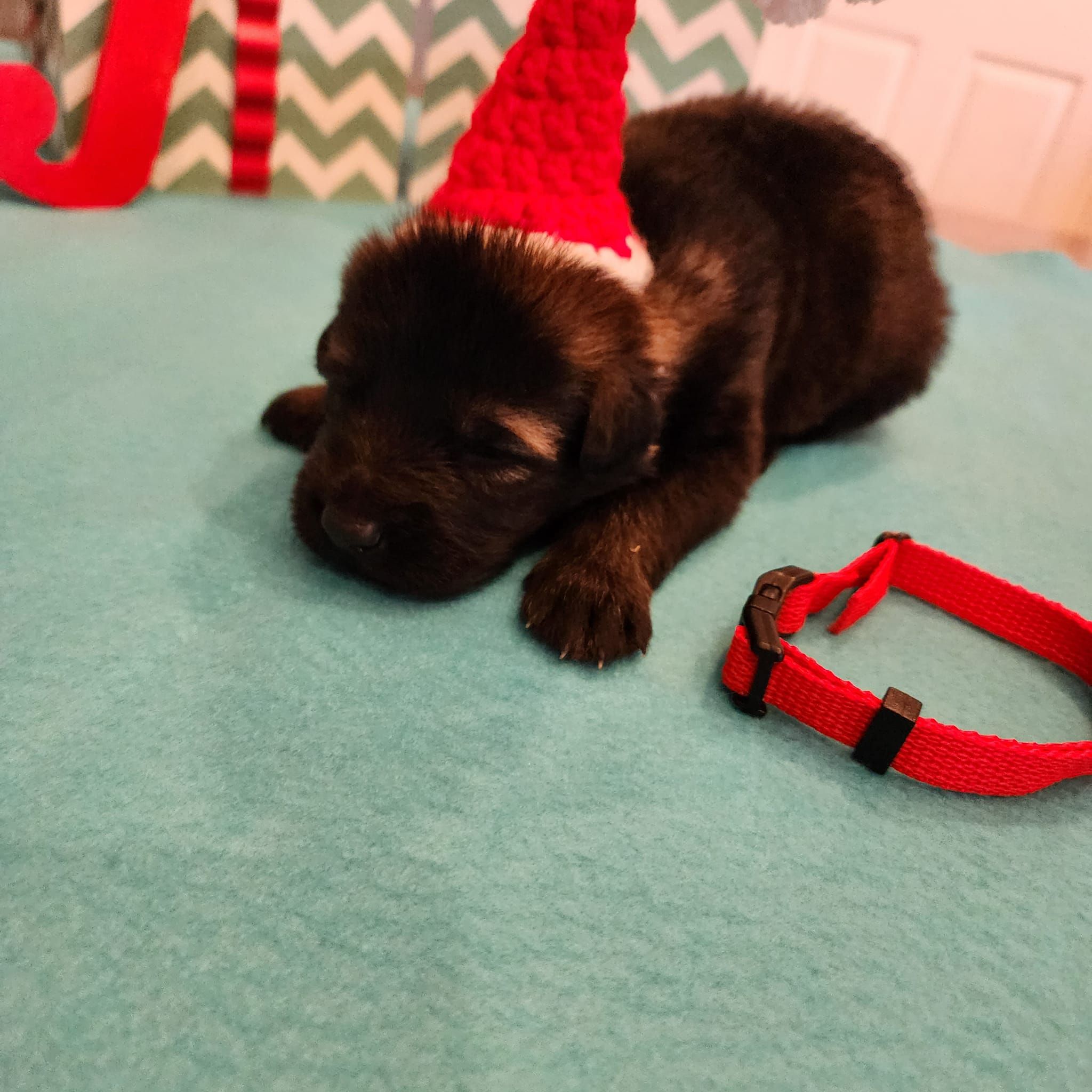 dark sable german shepherd puppies for sale