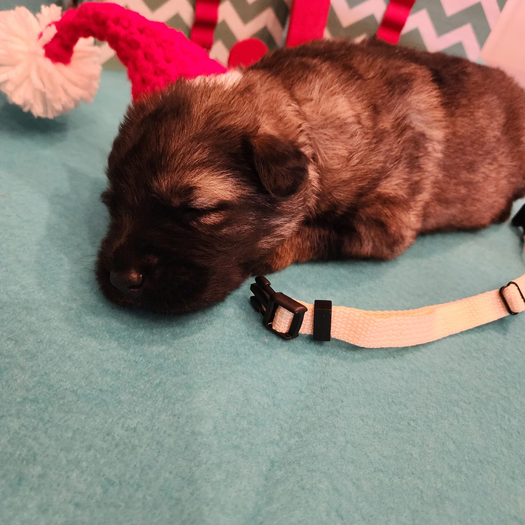 dark sable german shepherd puppies for sale