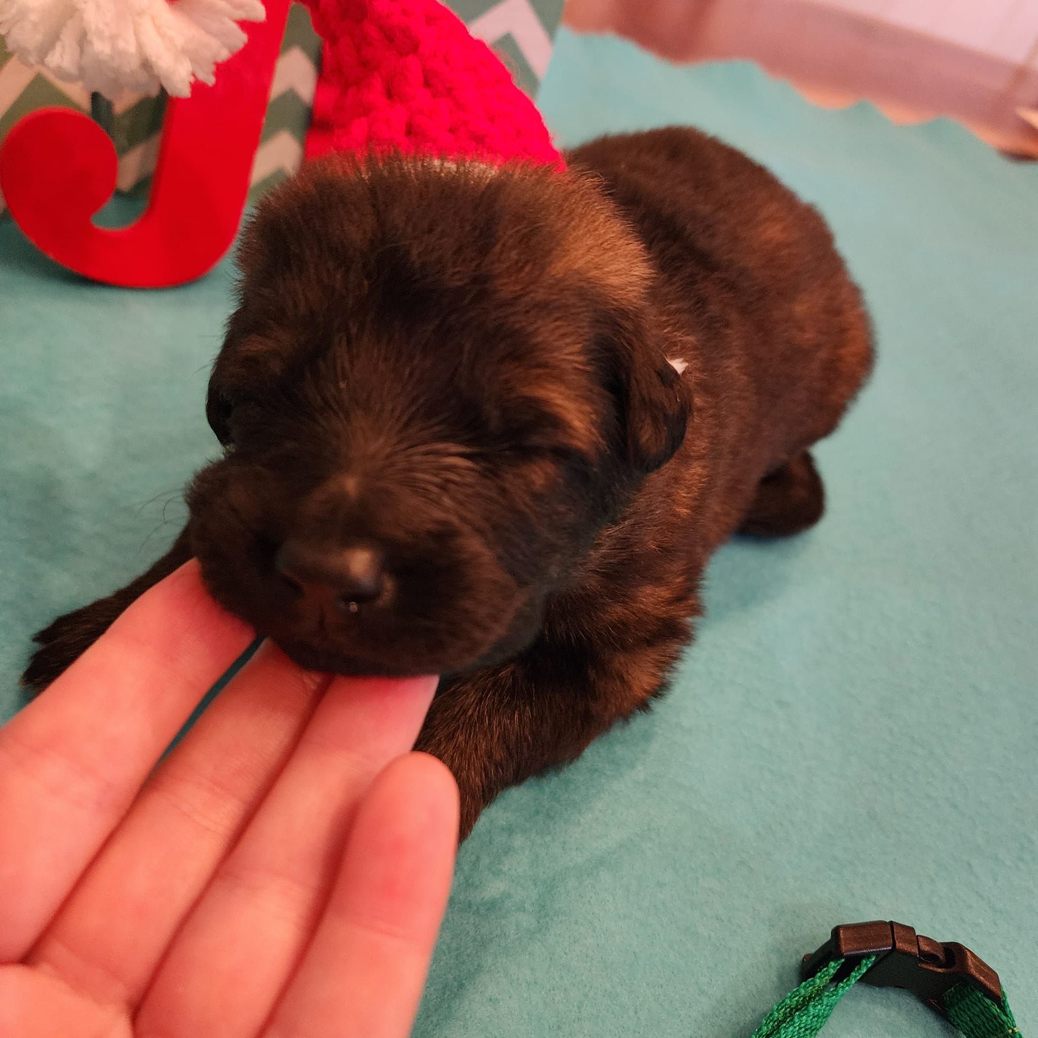 dark sable german shepherd puppies for sale