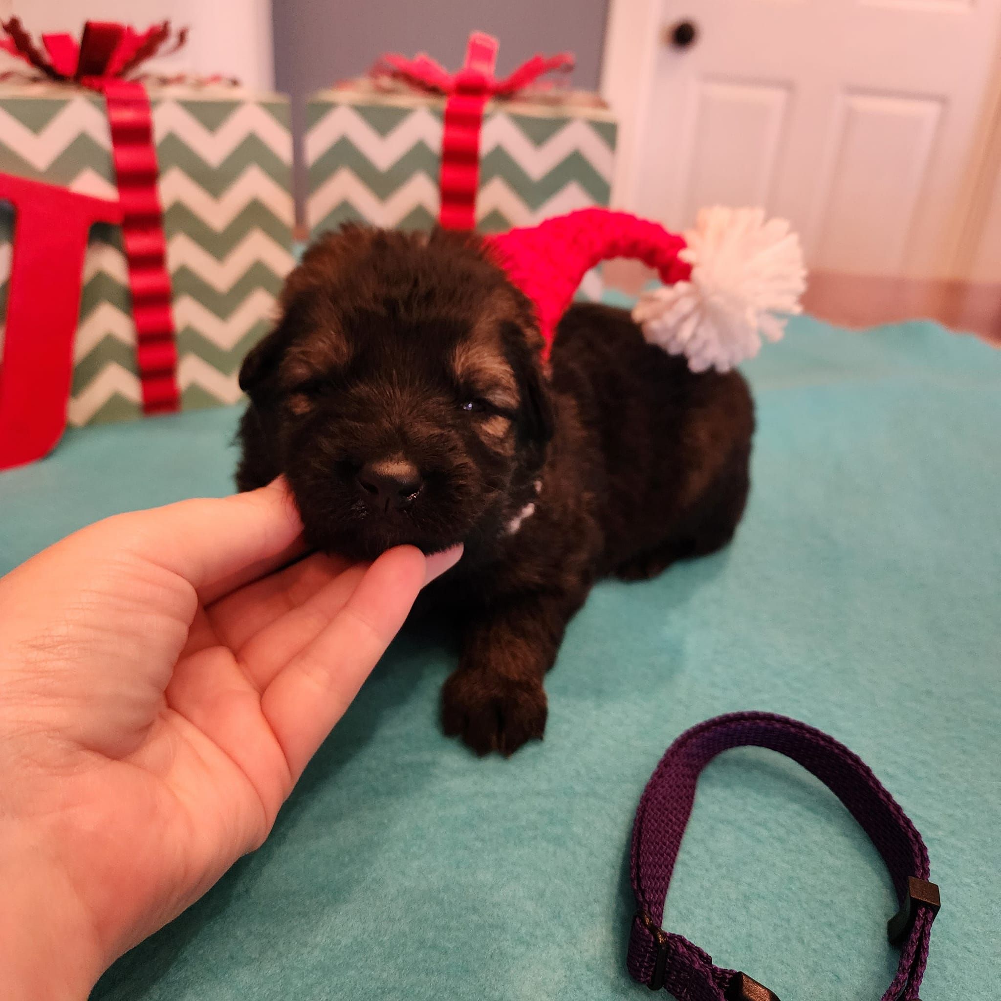 dark sable german shepherd puppies for sale